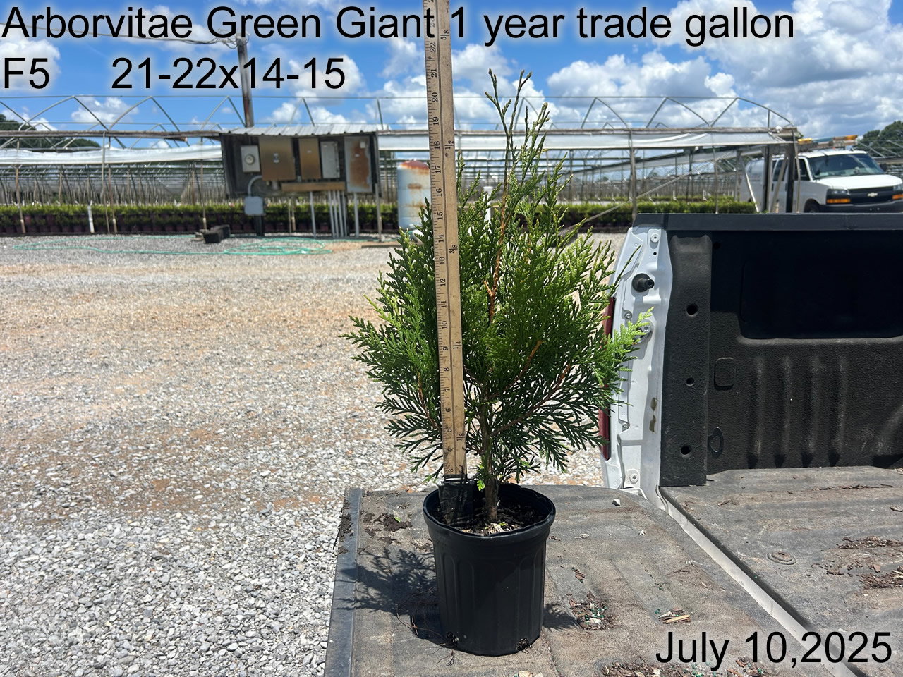 gallery/avgg1yt f5 july25.jpg